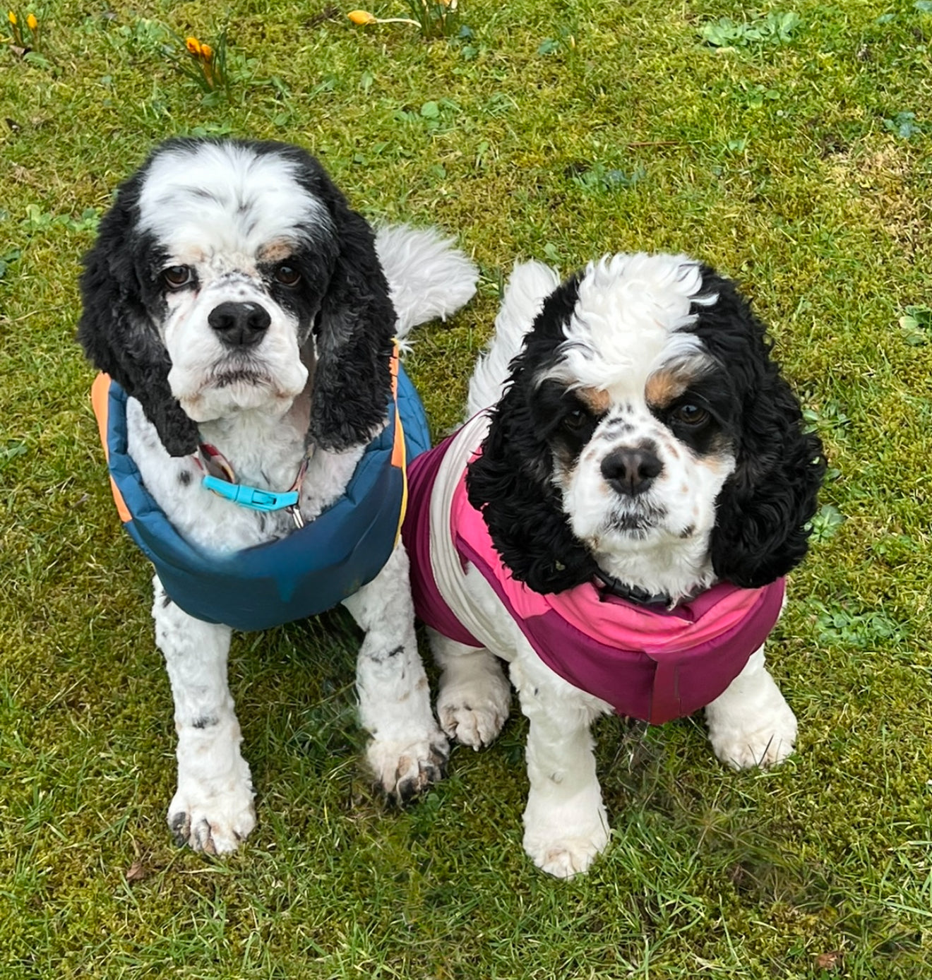 Colour photo to show what the digital embroidery was created from