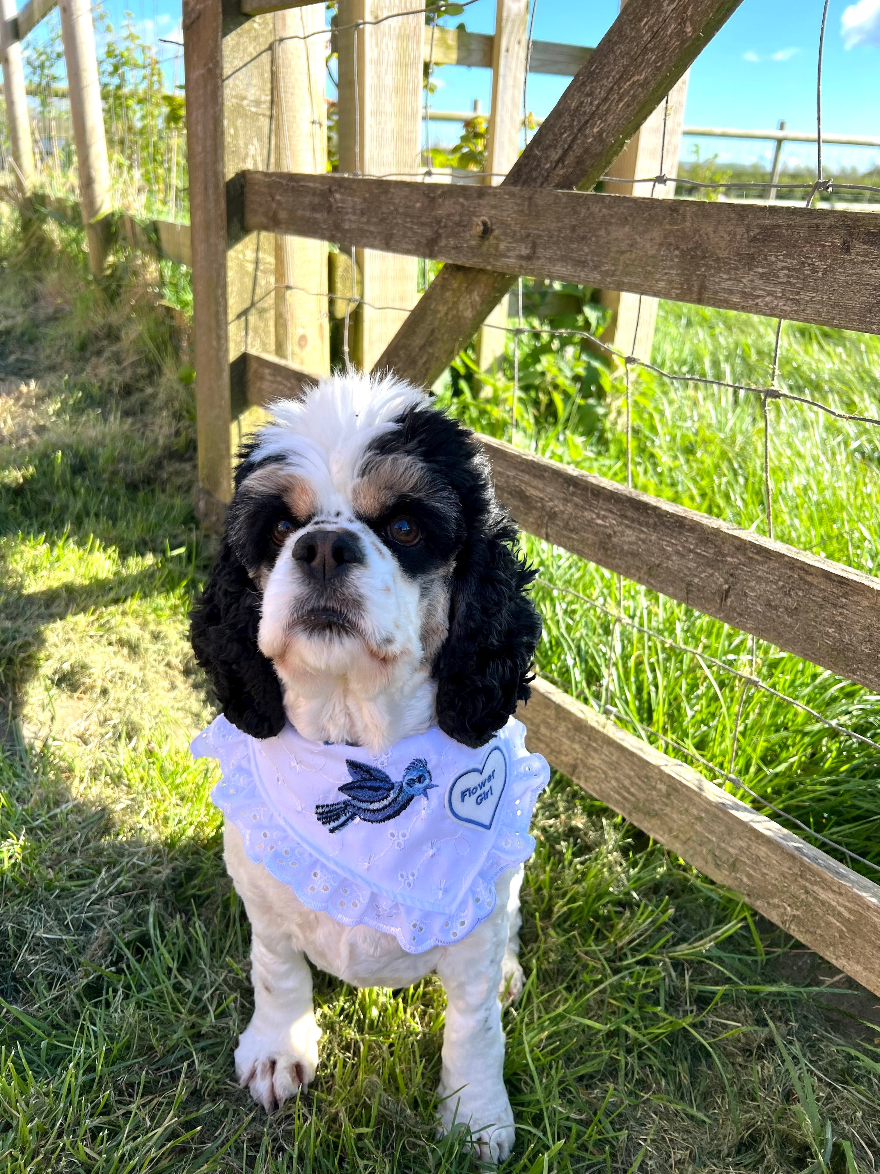 Dog flower girl bandana hotsell