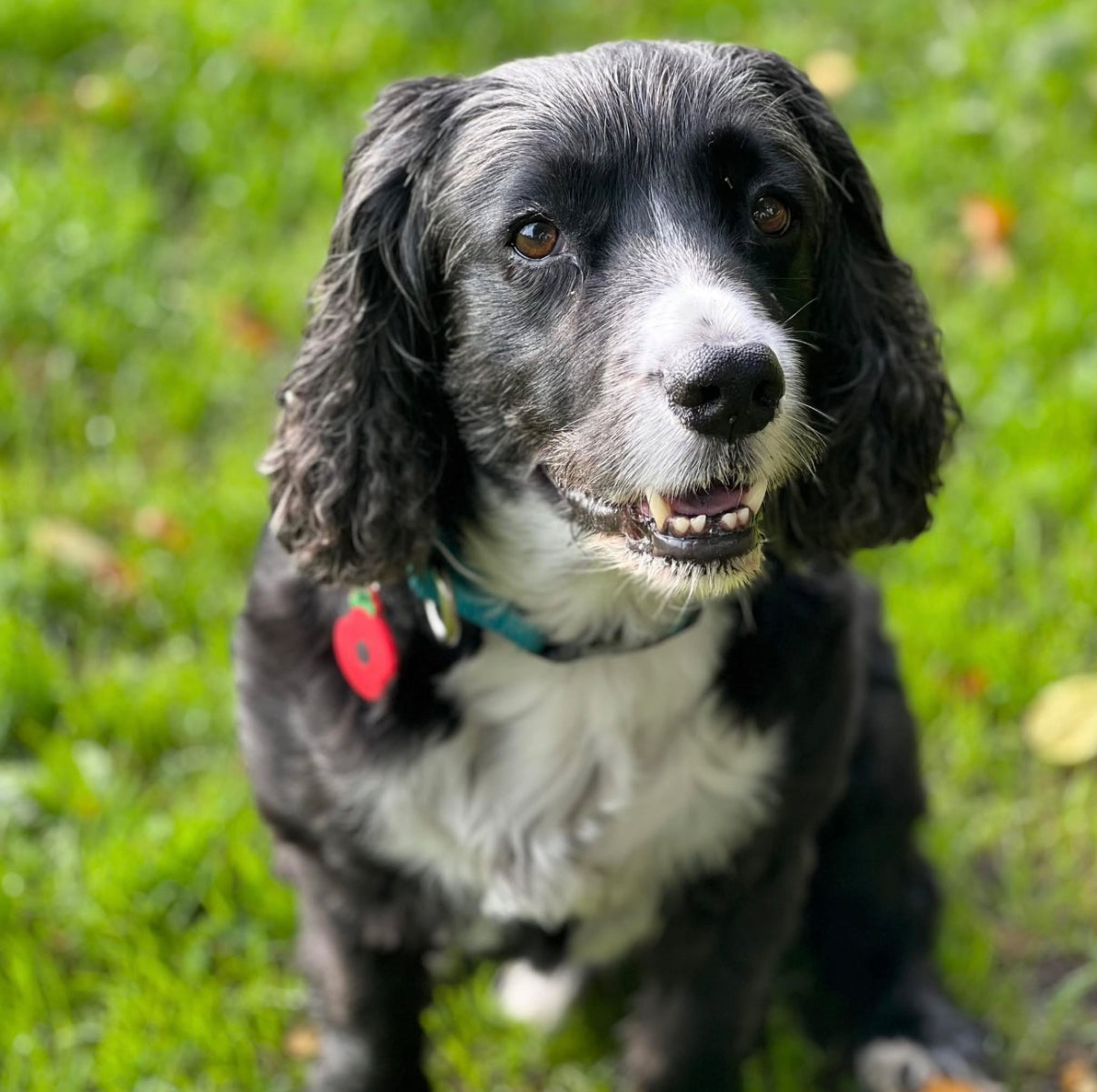 Embroidered Pet Portrait in Box Style Frame